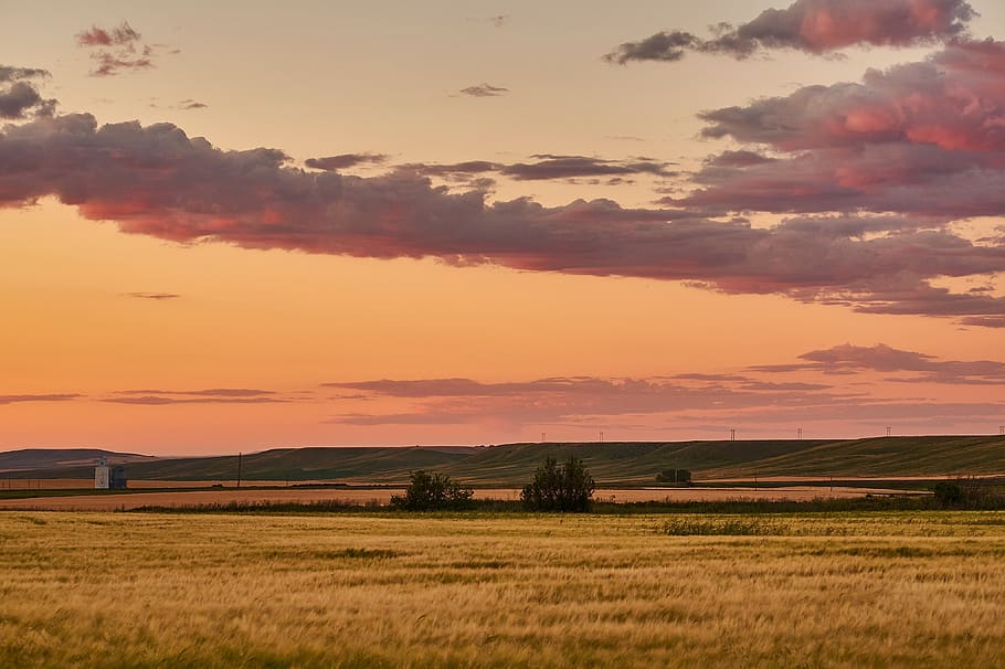 golden hour, nature, outdoors, field, grassland, sky, 5 korneli kekelidze st, HD wallpaper