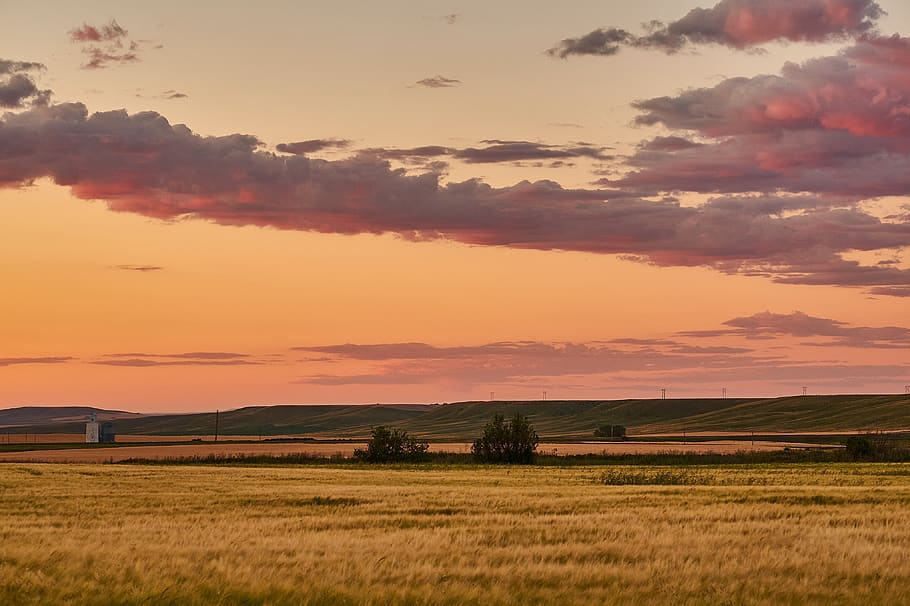 golden hour, nature, outdoors, field, grassland, sky, 5 korneli kekelidze st HD wallpaper