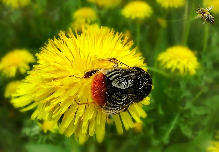 country, spring, dandelions, sun, bumblebee, flower, flowering plant HD wallpaper