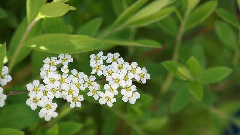 flowers, small, white, bloom, nature, green, leaves, plant HD wallpaper