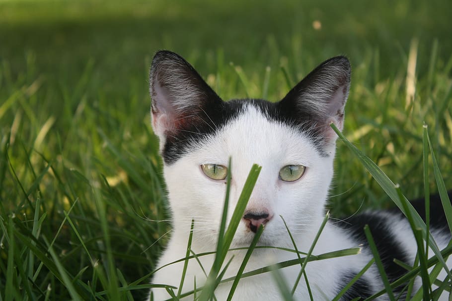 cat, ears, cat eyes, grass, concentration, nose, kitty, outside HD wallpaper