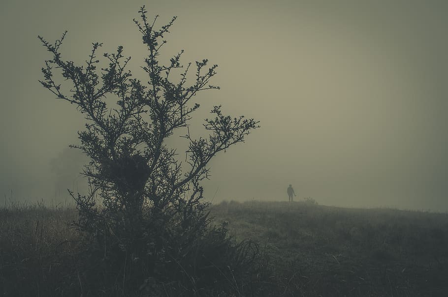ecuador, saraguro, plant, tree, fog, nature, beauty in nature HD wallpaper