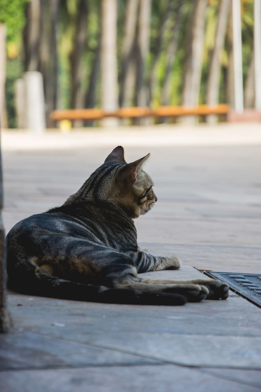 cat, one animal, animal themes, mammal, pets, domestic, domestic animals HD wallpaper