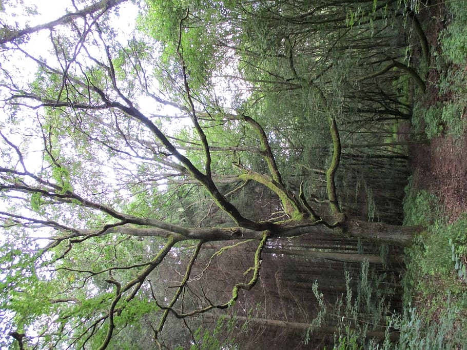 fairytale forest, path, tree, plant, trunk, growth, tree trunk HD wallpaper