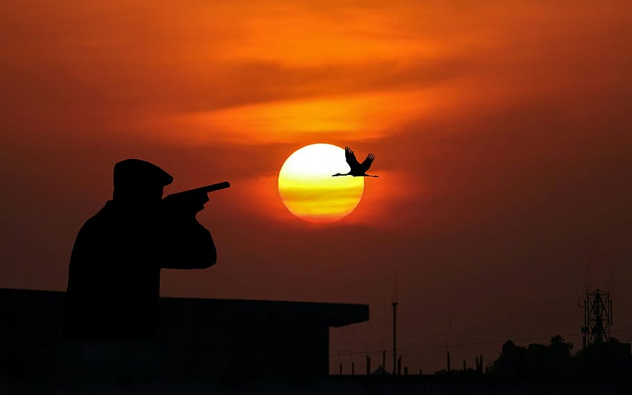 hunting, bird, sun, dusk, weapon, shotgun, sky, natur, sport