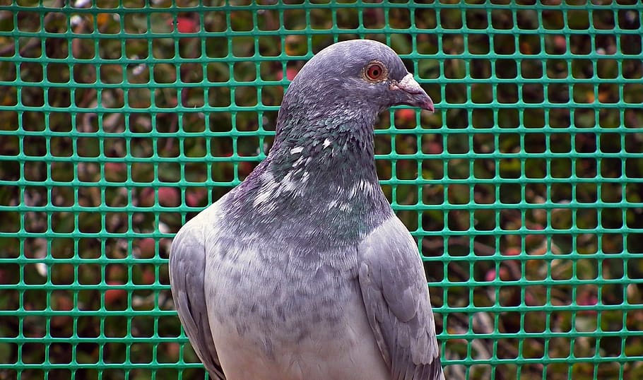 dove, bird, nature, pen, flight, beak, feathers, wing, animals HD wallpaper