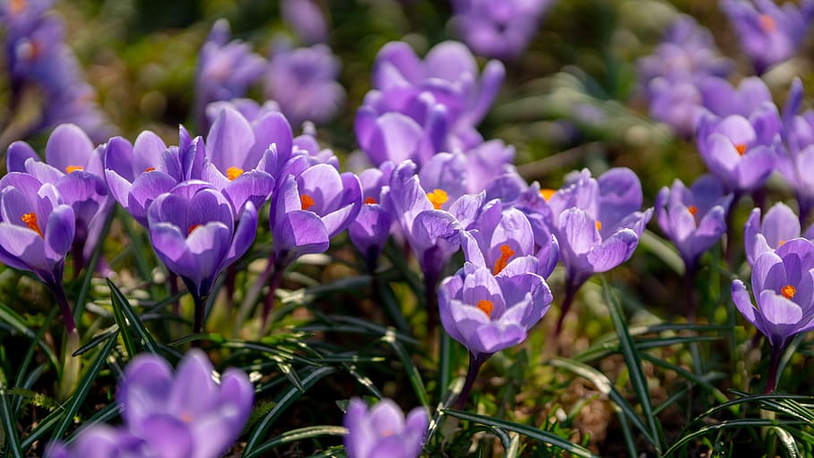 flower, flowering plant, purple, beauty in nature, freshness HD wallpaper