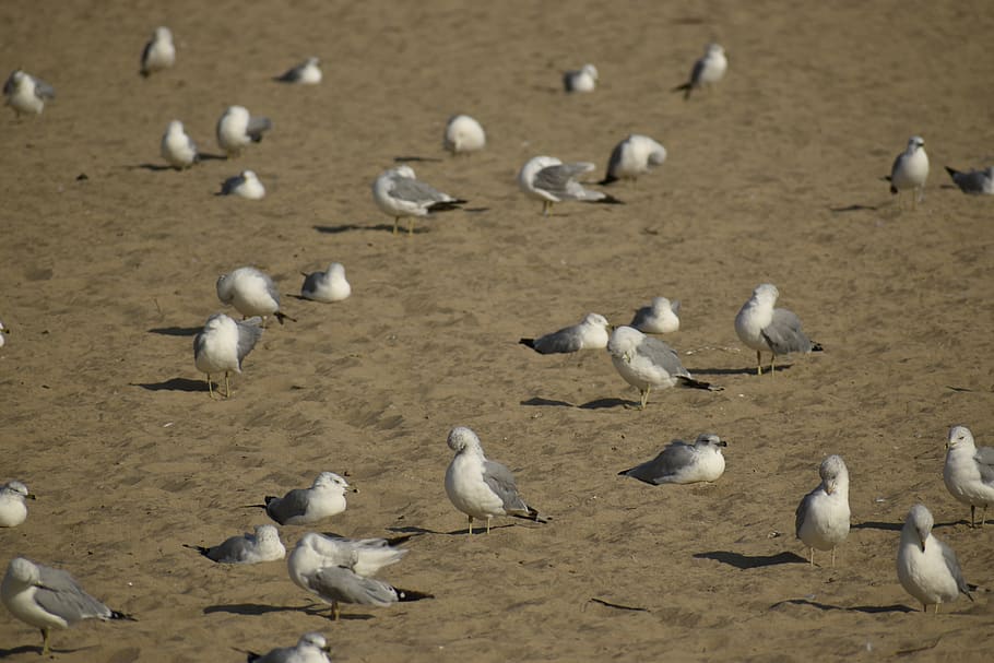 bird, vertebrate, group of animals, animal wildlife, animals in the wild HD wallpaper