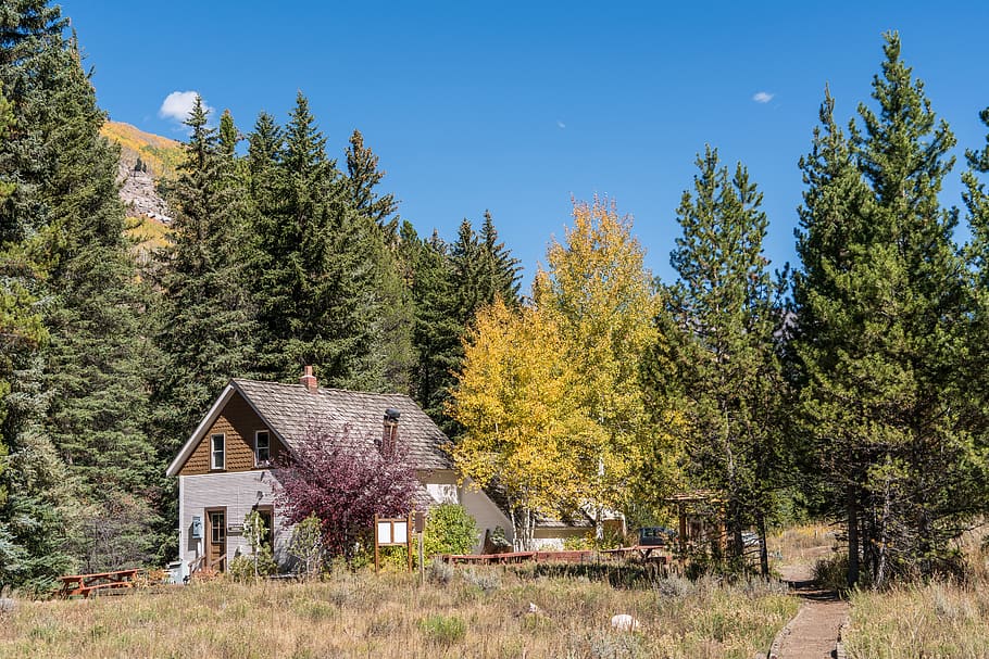 Brown and White Cottage Beside Forest, architecture, cabin, grass HD wallpaper