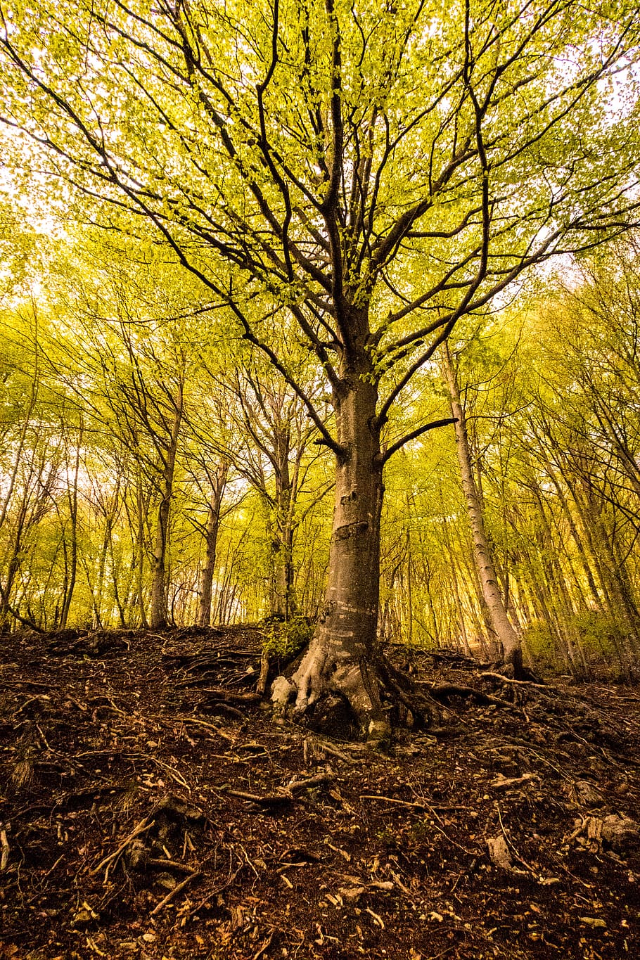 tree, trees, forest, wood, nature, forest wallpaper, nature wallpaper HD wallpaper