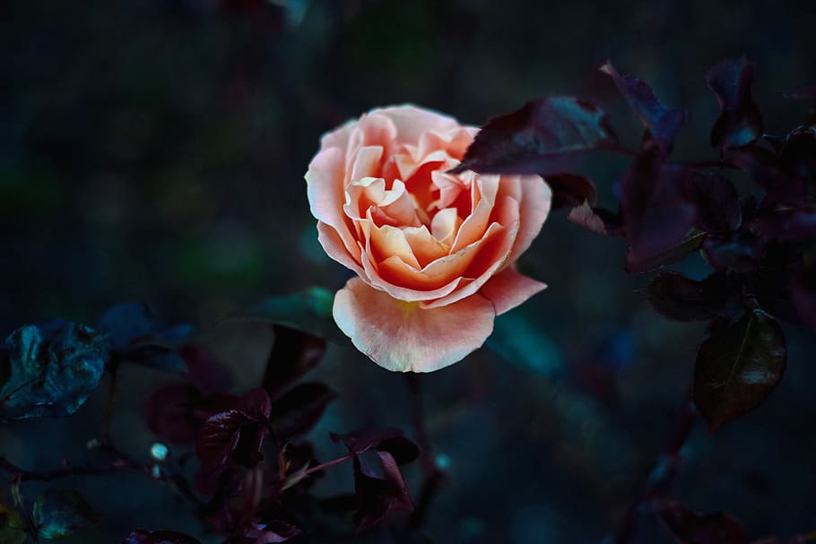 ireland, enniskerry, powerscourt house and gardens, flower