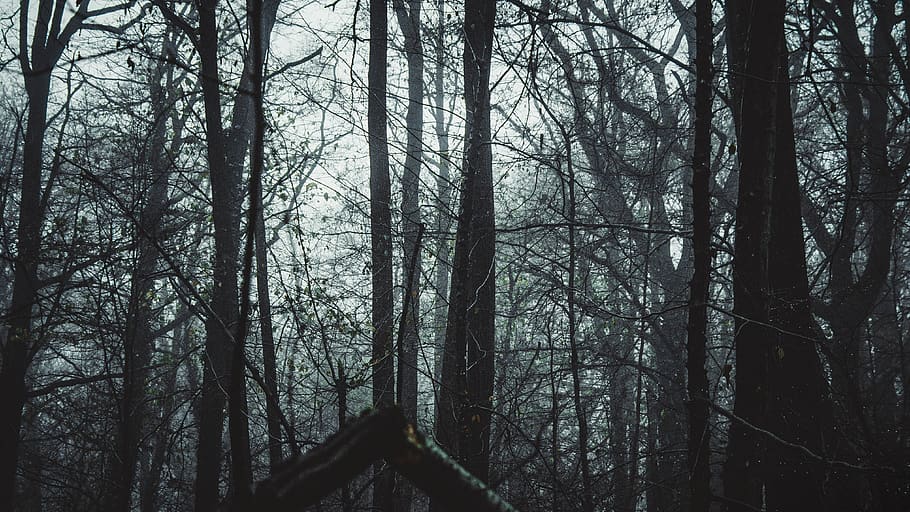 gray trees on forest, landscape, outdoor, wallpaper, green, nature HD wallpaper