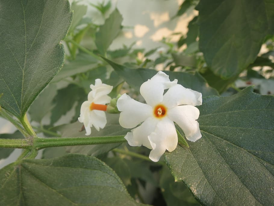 flower, winter, morning, tree, plant, flowering plant, petal HD wallpaper
