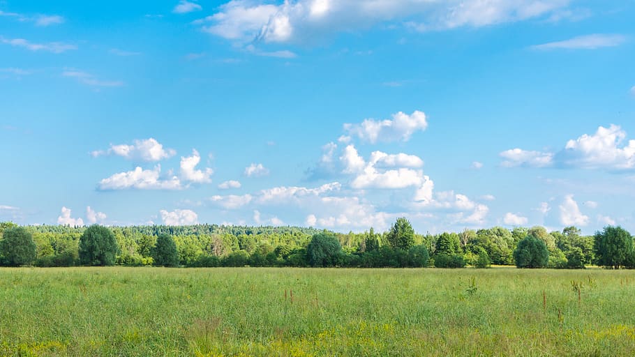 landscape, forest, trees, nature, clouds, summer, sky, horizon HD wallpaper