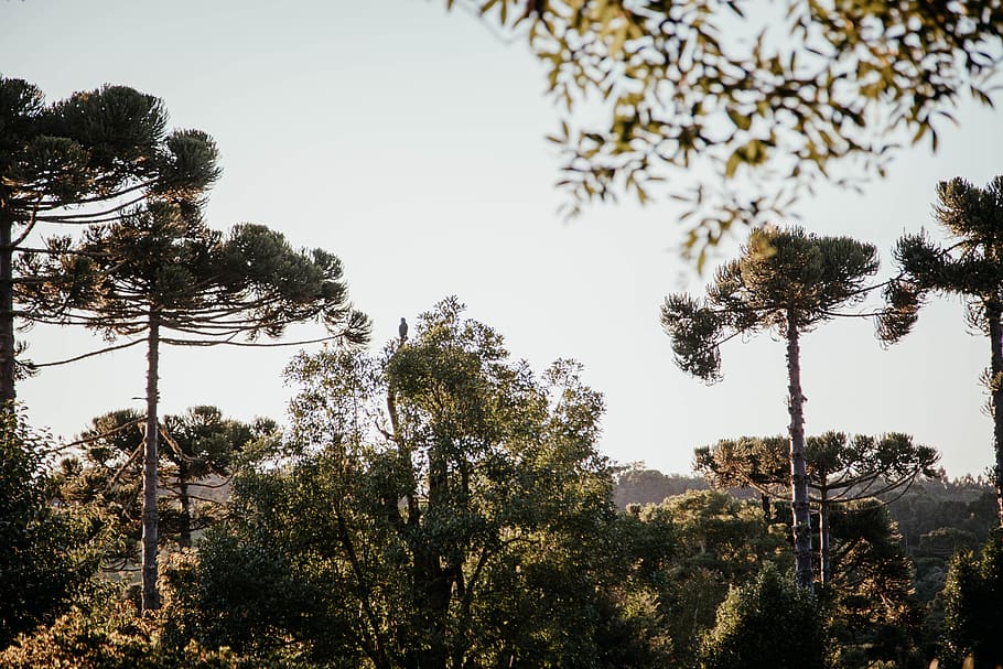 Green Trees, daylight, environment, plant, sky, growth, tranquility HD wallpaper
