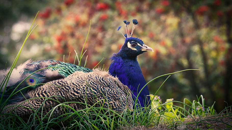 peacock, animal, iridescent, pride, animal world, bird, blue HD wallpaper