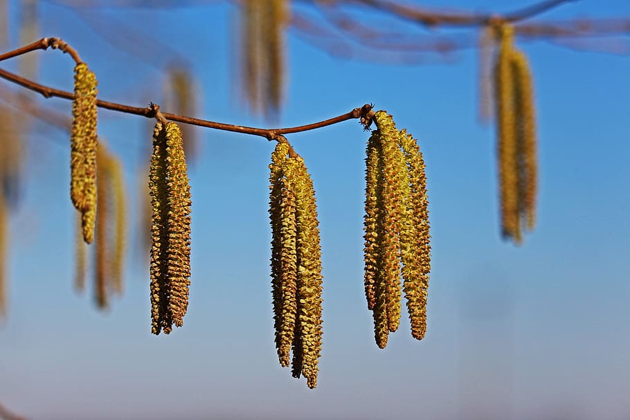 hazelnut, spring, inflorescence, pollen, frühlingsanfang, bush HD wallpaper