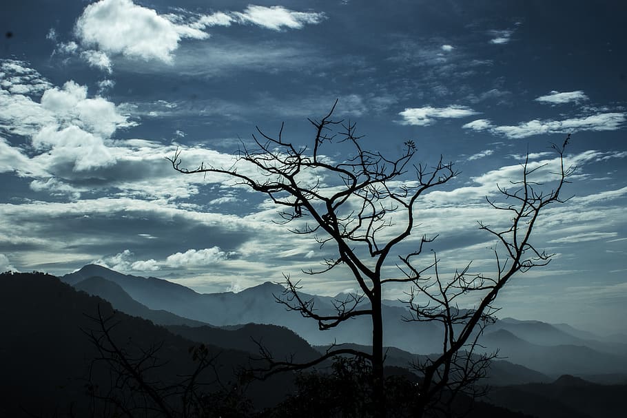 Bare Tree Near Silhouette Mountain during Daytime, clouds, cloudy HD wallpaper