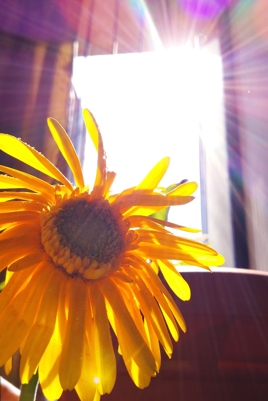 sunflower, yellow, sunlight, flowering plant, freshness, inflorescence HD wallpaper