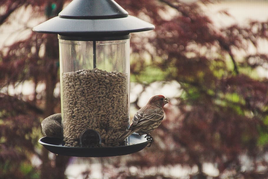 Selective Focus Photography of House Finch Perched on Bird Feeder, HD wallpaper