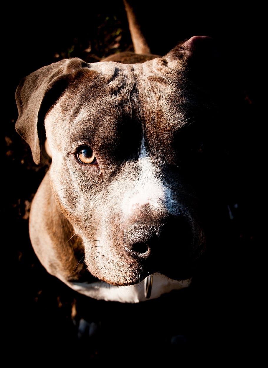 dog, tree, look, animal, pet, view, eyes, one animal, canine HD wallpaper