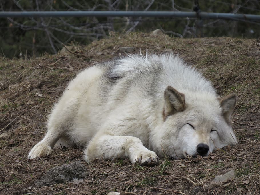 HD wallpaper: wolf, tired, sleep, animal, sleeping, relaxed, fur, rest ...