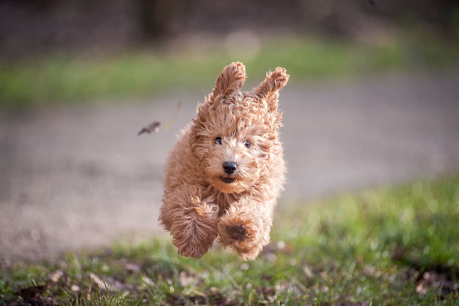 dog jumping on grasses, mammal, animal, canine, pet, puppy, terrier