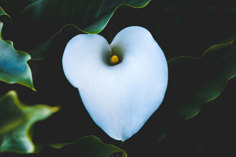 lily, flower, green, plant, close-up, beauty in nature, growth HD wallpaper