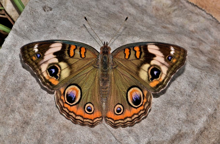 Brown White and Black Butterfly, bug, close-up, insect, wings HD wallpaper