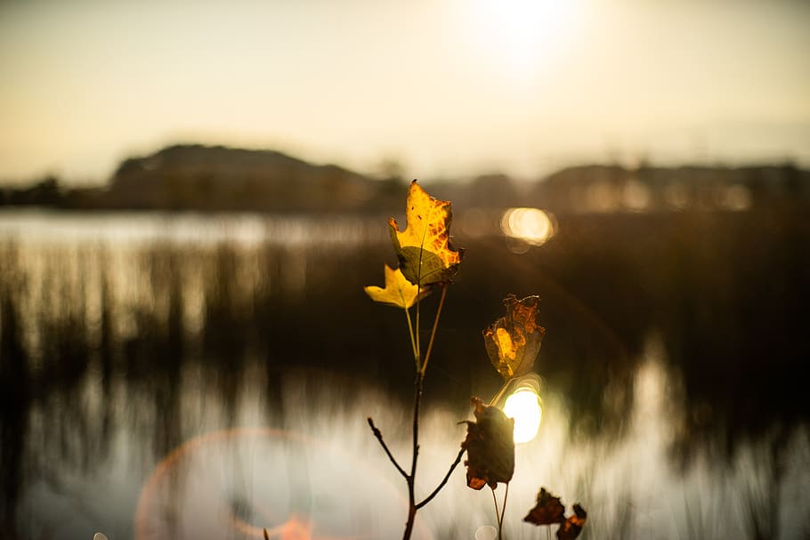 sunset, leaf, nature, landscape, water, plant, lake, sky, flower HD wallpaper