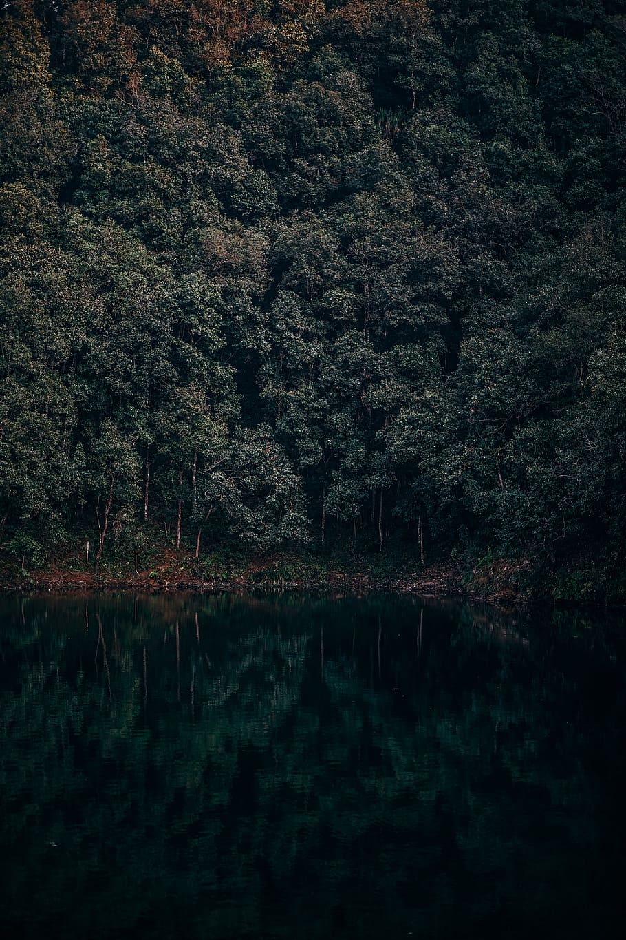 Lake Reflections, tree, water, tranquility, plant, beauty in nature HD wallpaper