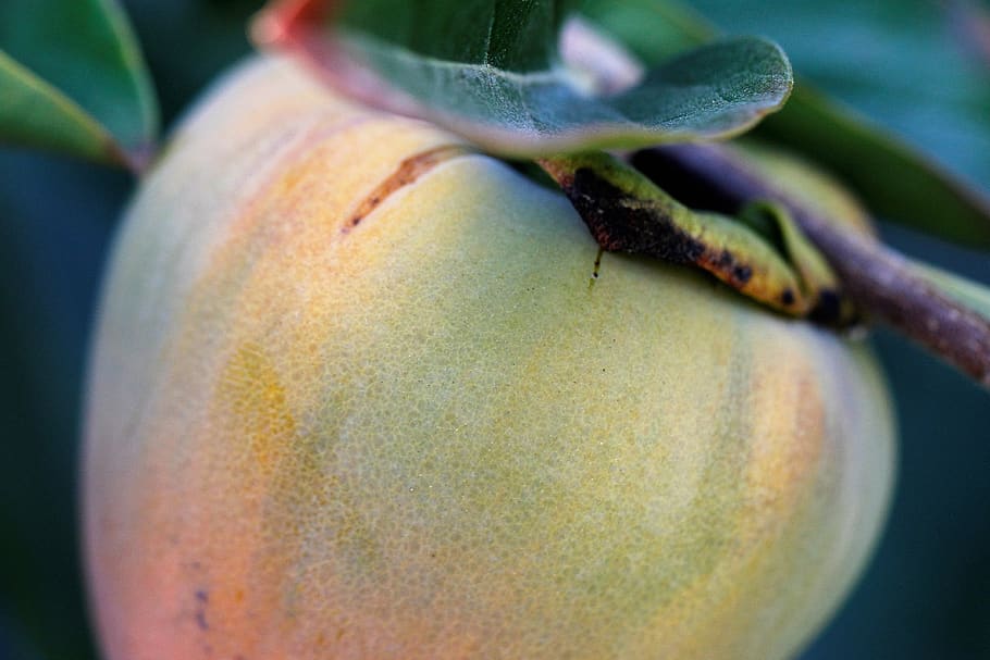 persimmon, fruit, sweet, yellow, blush, green, food, ripe, nature HD wallpaper