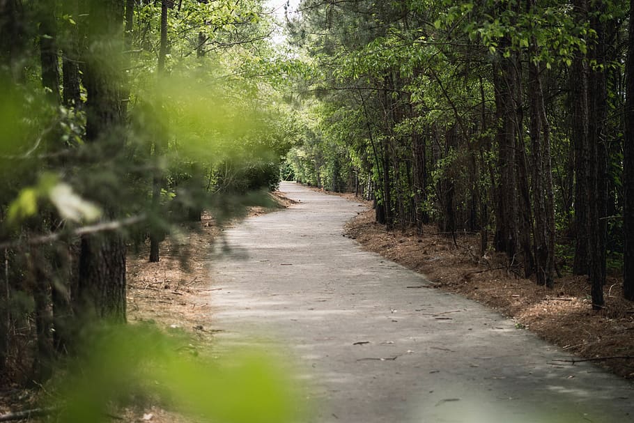 walk, forest, green, spring, explore, travel, nice, adventure HD wallpaper