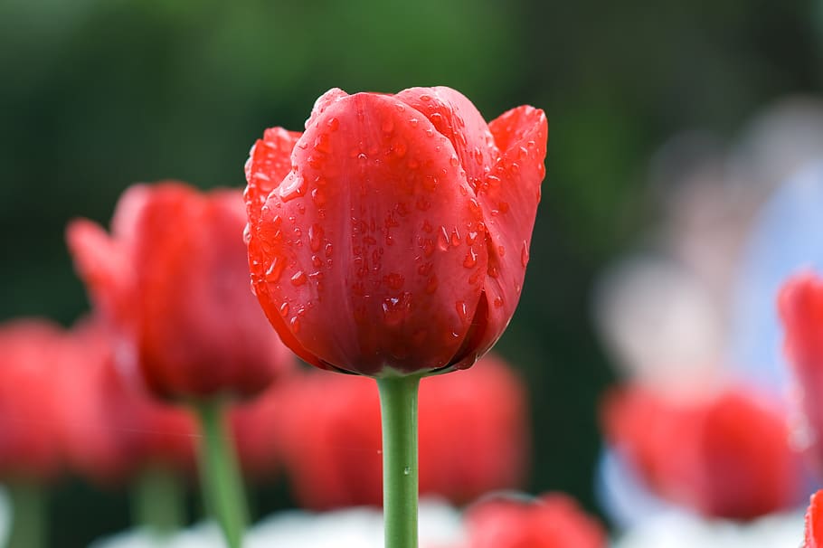 tulip, red, flower, spring, beauty, botanical, garden, petals HD wallpaper