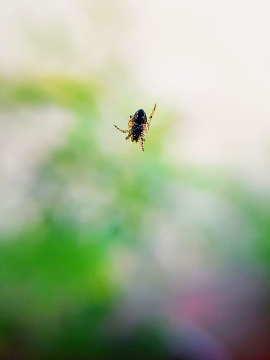 india, jind, invertebrate, insect, one animal, animal themes HD wallpaper
