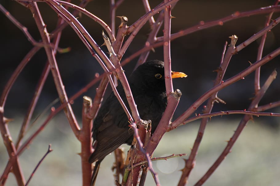 blackbird, rose, winter, nature, vertebrate, animal, animal themes HD wallpaper