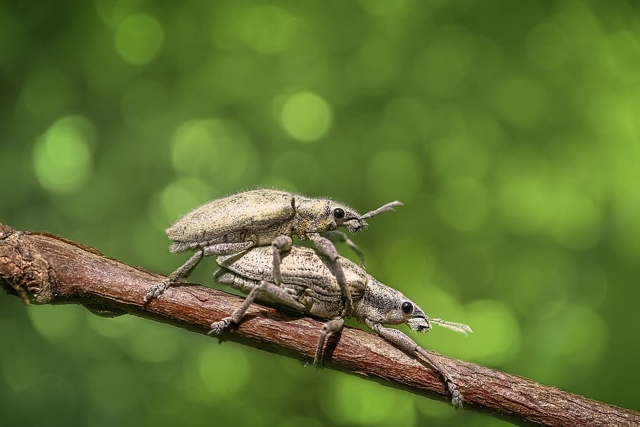 Selective Focus Photography of Two Mating Weevils on Brown Wooden Stick HD wallpaper