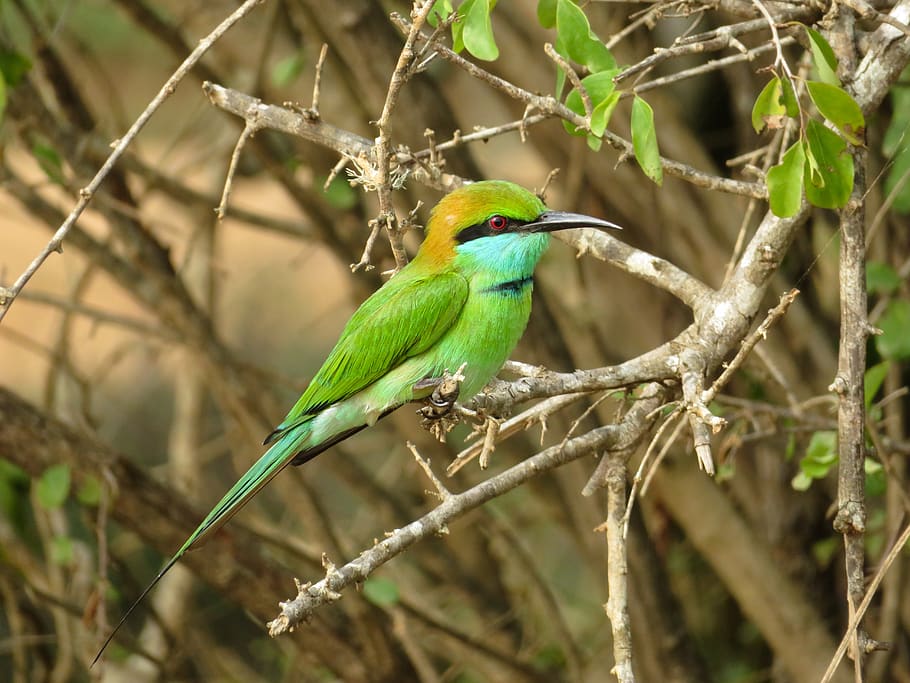 little green bee-eater, bird, wildlife, perching, colourful, HD wallpaper
