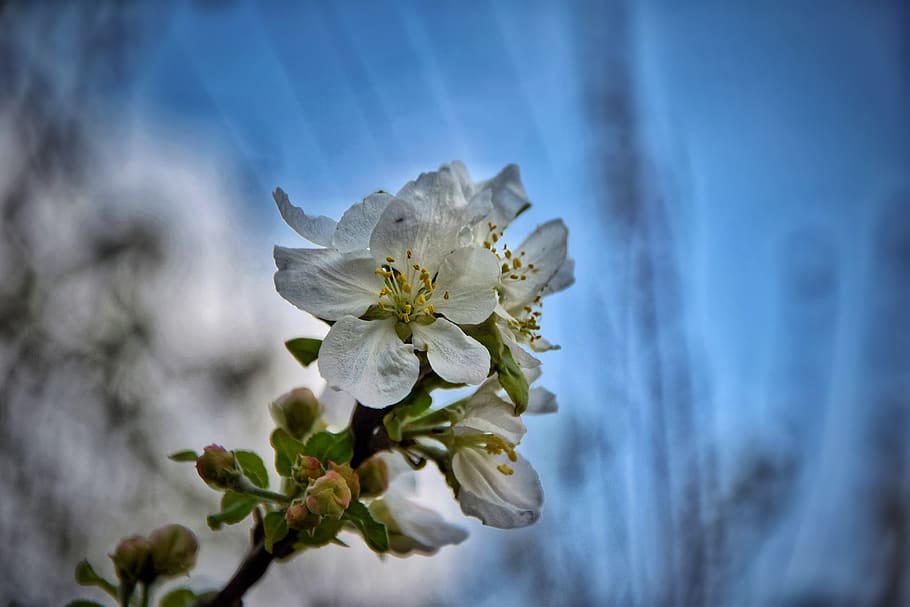 blue, flower, nature, spring, flora, garden, summer, flowers HD wallpaper