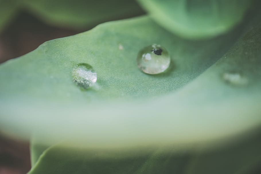 Macro Photography of Water Droplet on Green Leaf, blur, clean HD wallpaper
