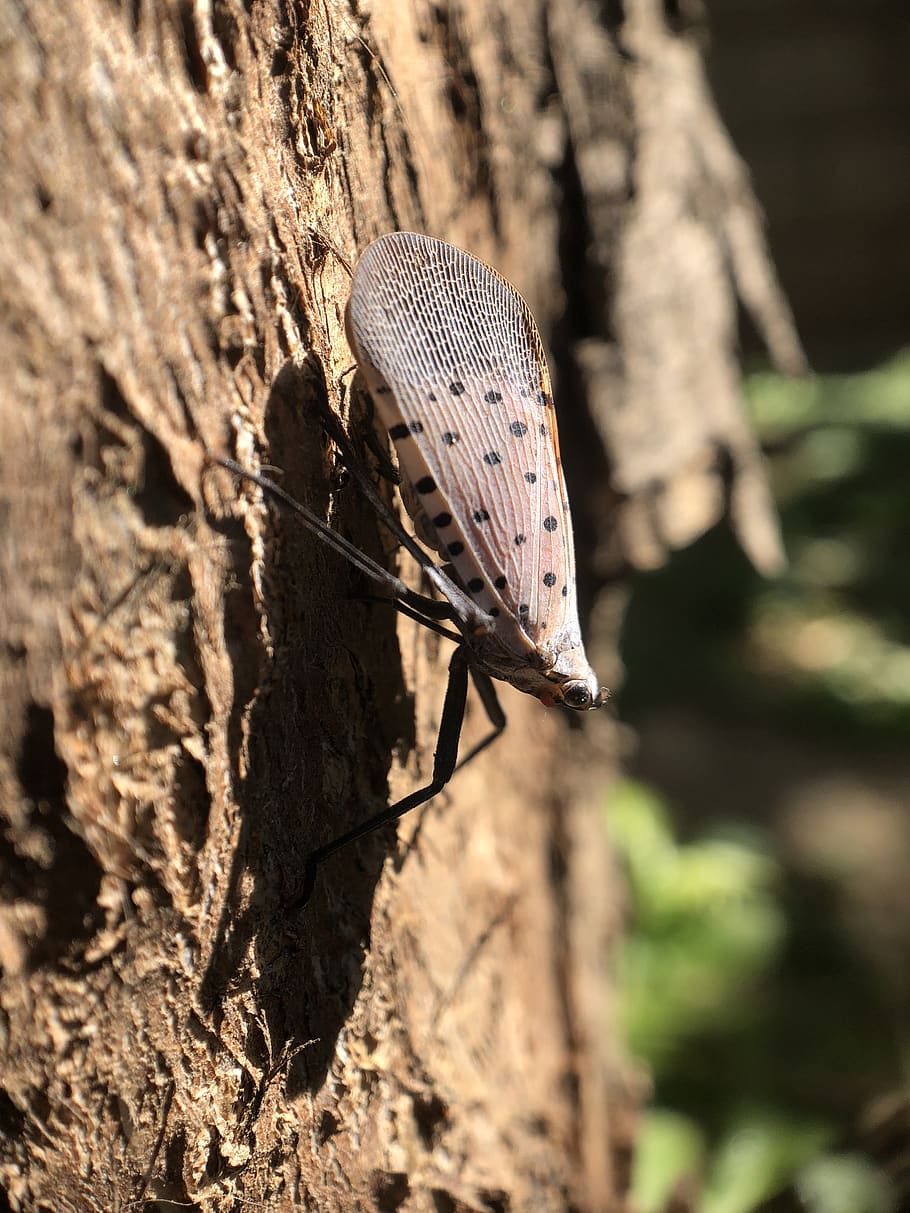 insect, nature, tree, animals in the wild, animal themes, one animal HD wallpaper