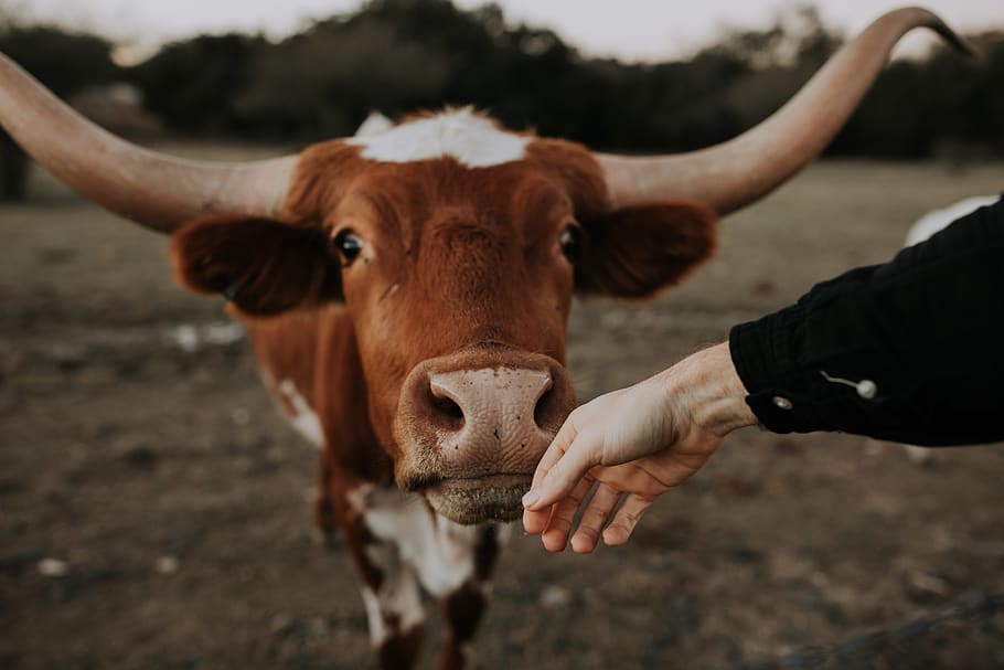 brown and white cattle, mammal, domestic, domestic animals, pets HD wallpaper