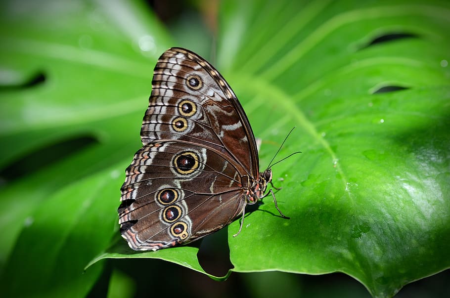 nature, butterfly, insect, macro, animal, leaf, spring, plant HD wallpaper
