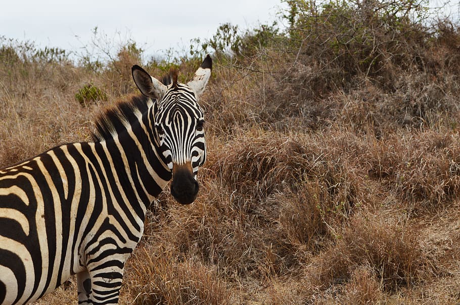 HD wallpaper: zebra, animal, mammal, wildlife, safari, kenya, hot, wild ...