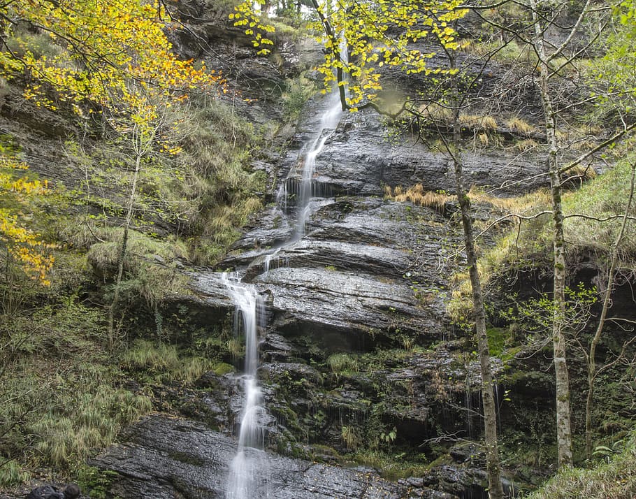 waterfall, trees, beeches, forest, land, scenics - nature, plant HD wallpaper
