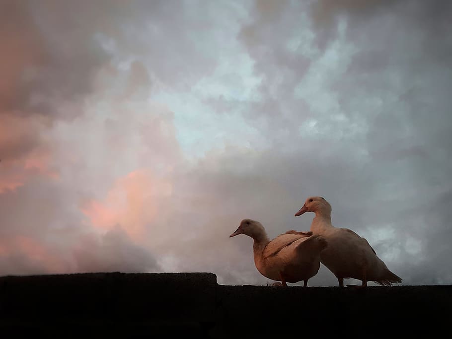mauritius, cloud - sky, animal, animal themes, animal wildlife HD wallpaper