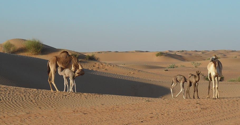 desert, camel, sand, dry, dune, landscape, hot, animal world HD wallpaper