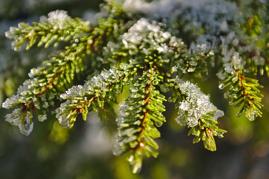tree, fir, snow, ice, light, plant, growth, close-up, beauty in nature HD wallpaper