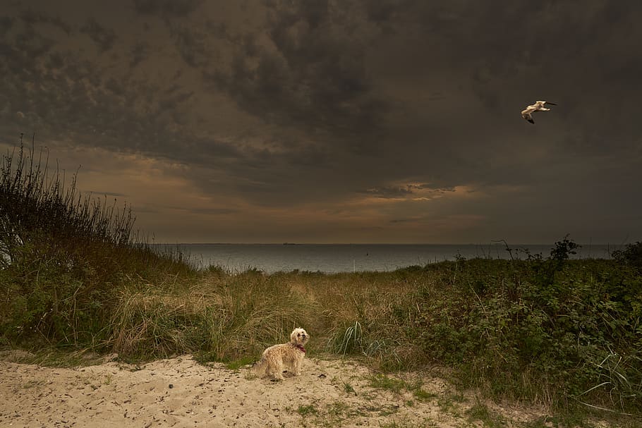 alfredo, seagull, beach, clouds, north sea, landscape, animal HD wallpaper