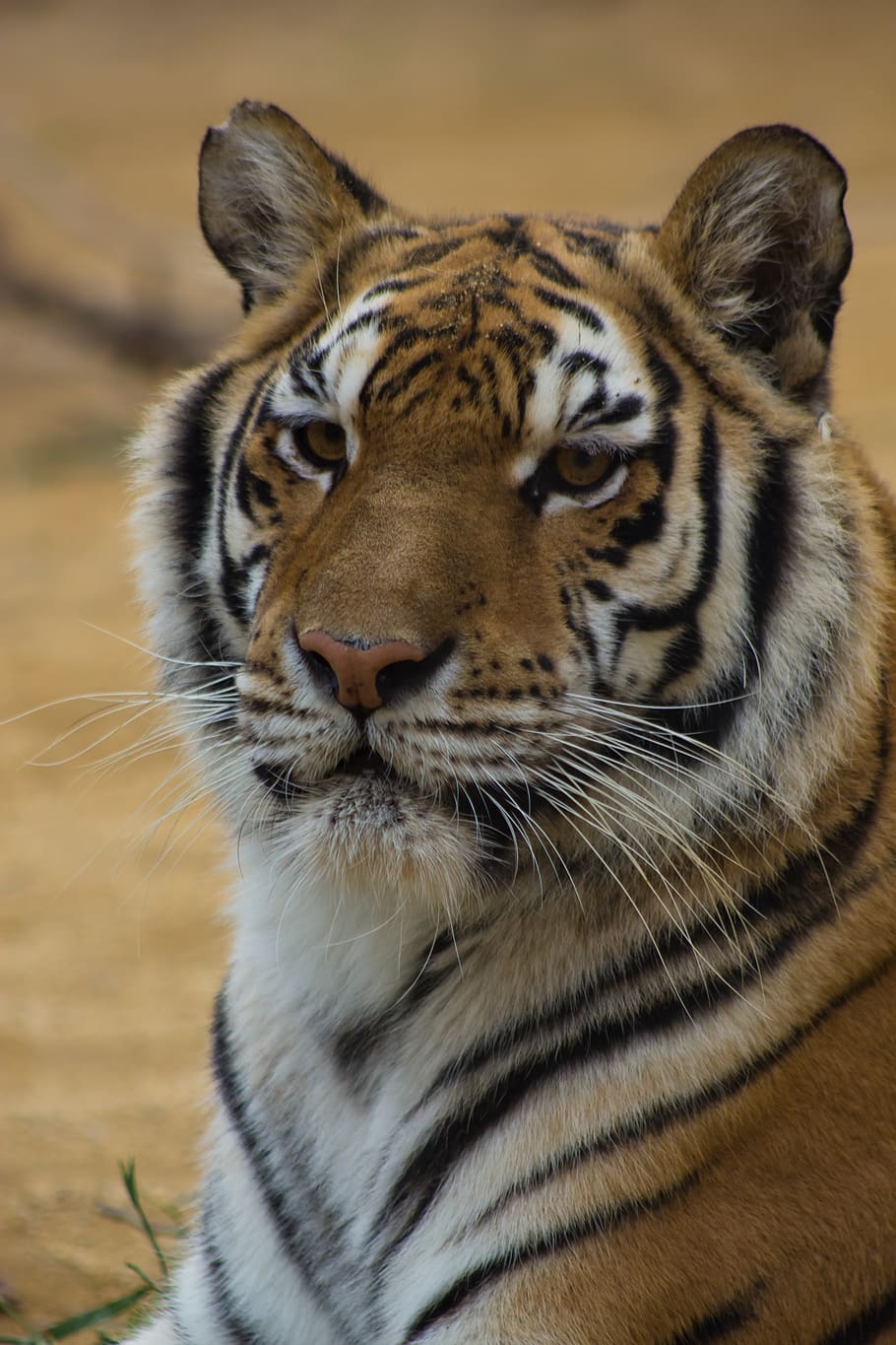 tiger, cat, stripes, black, orange, red, white, asia, exstinct, HD wallpaper